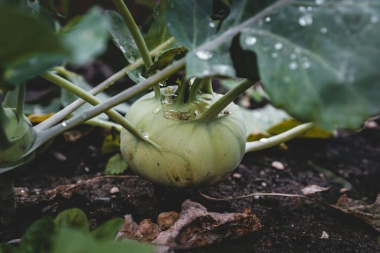 How to Choose the Right Tools for Your Garden Needs